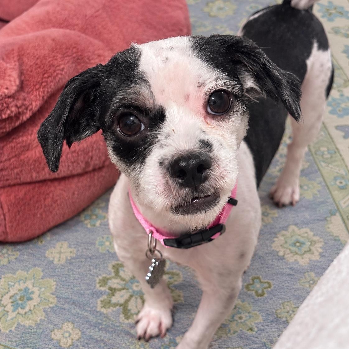 Clara Belle, Adoptable, Young Female Shih Tzu.