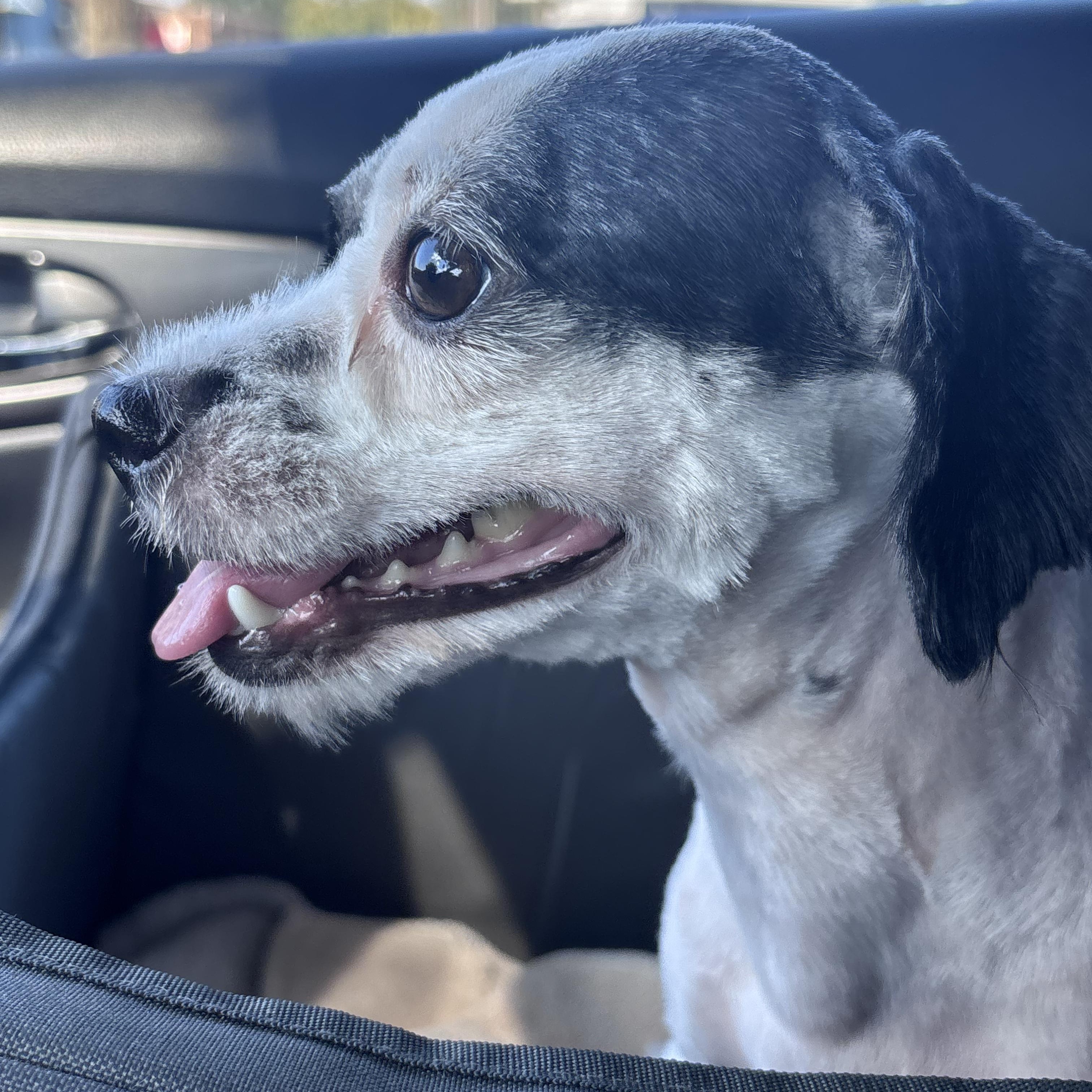 Enlarge Clara Belle, a Adoptable Shih Tzu in New Orleans, LA image 3/5