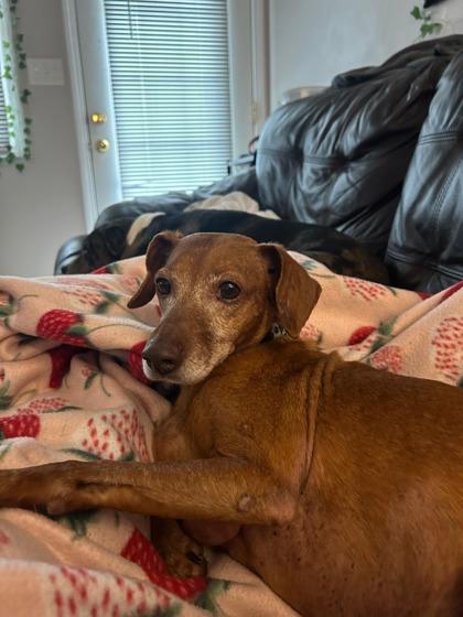 Rodney, Adoptable, Adult Male Dachshund & Mixed Breed.