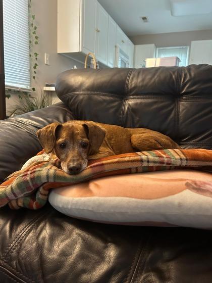 Rodney, a Adoptable mixed breed in Morton Grove, IL image 2/3