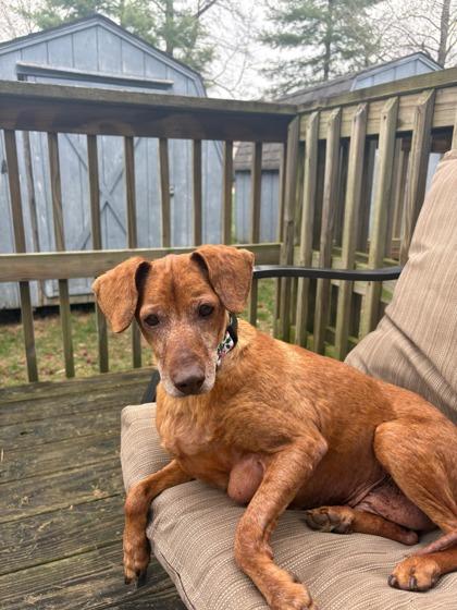 Rodney, a Adoptable mixed breed in Morton Grove, IL image 3/3