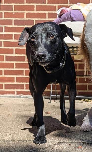 Enlarge ROLO, a Adoptable Mixed Breed in Ashland, OH image 2/2