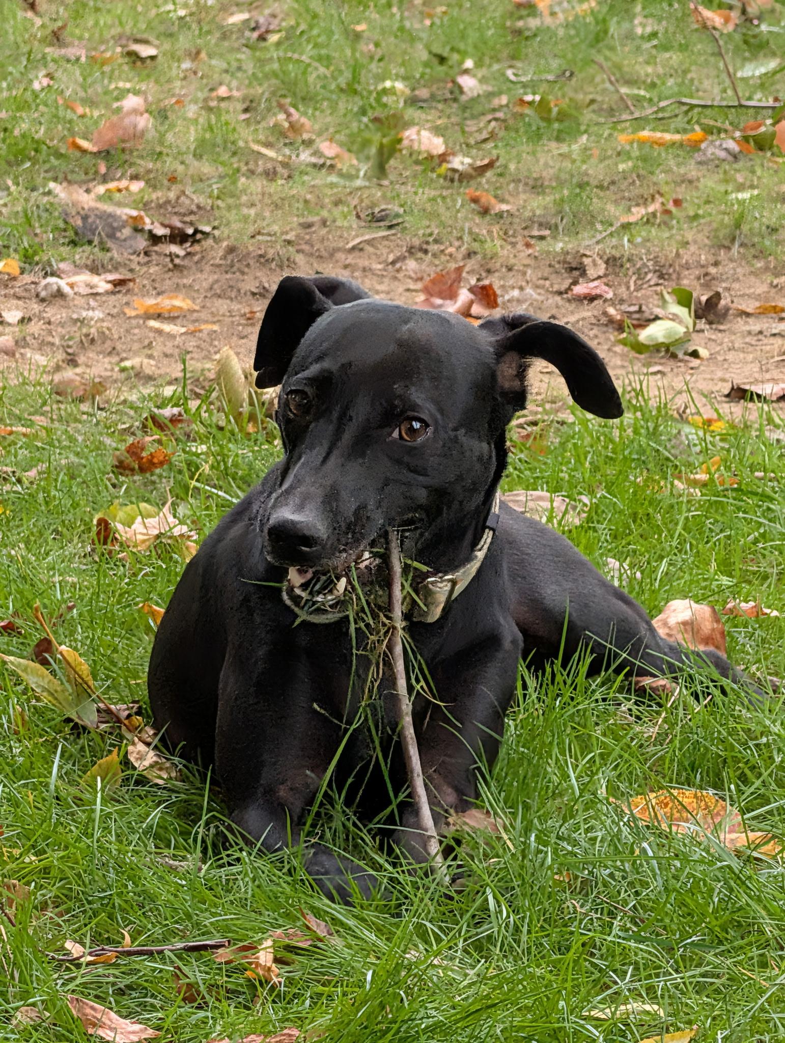 ROLO, Adoptable, Young Male Mixed Breed.