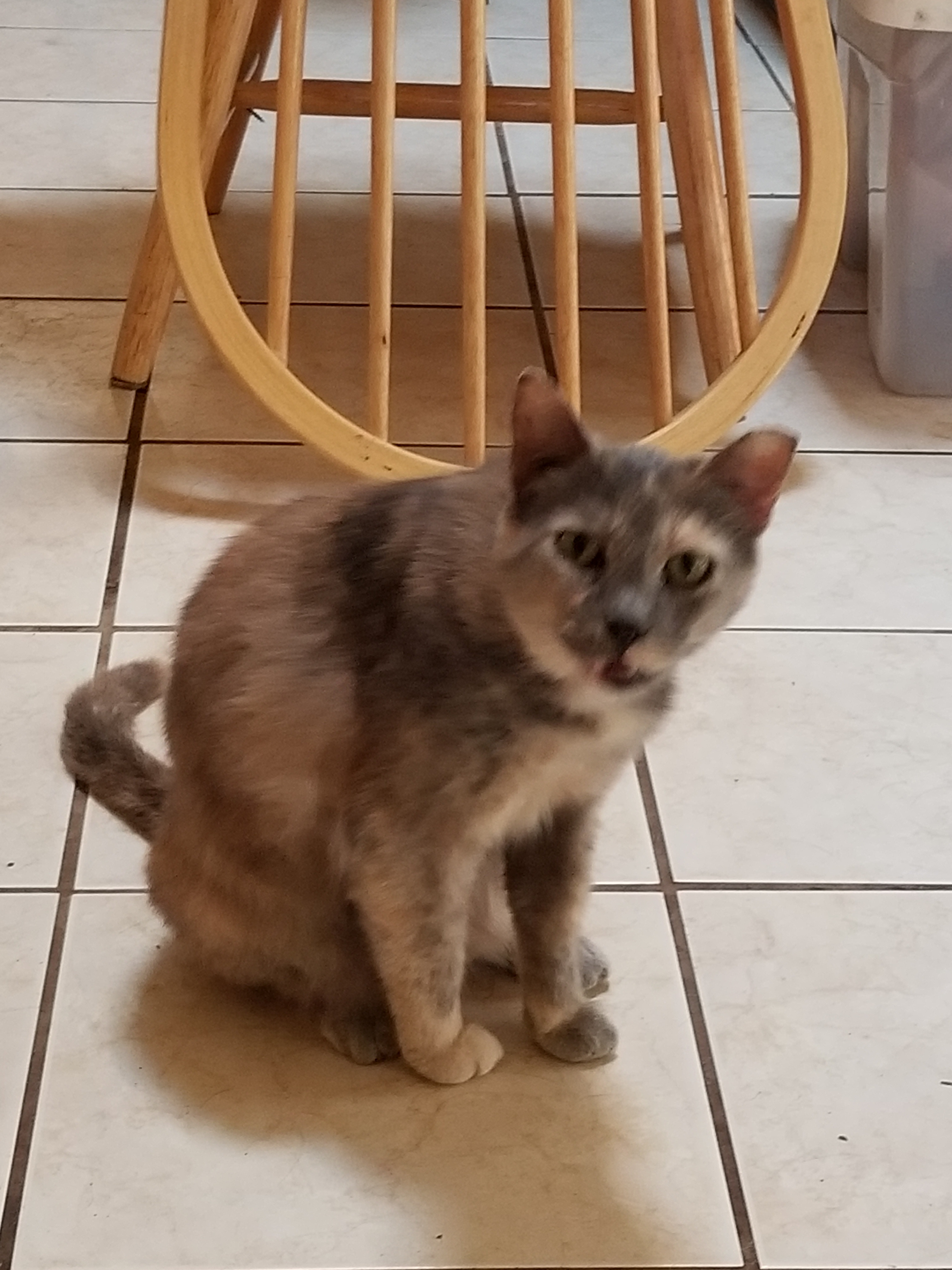 YaYa, Adoptable, Adult Female Domestic Short Hair.