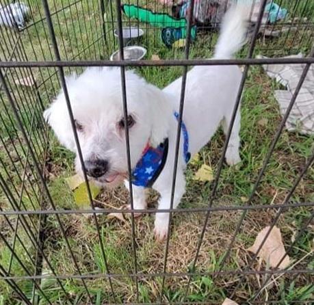 Butters, Adoptable, Adult Male Terrier.