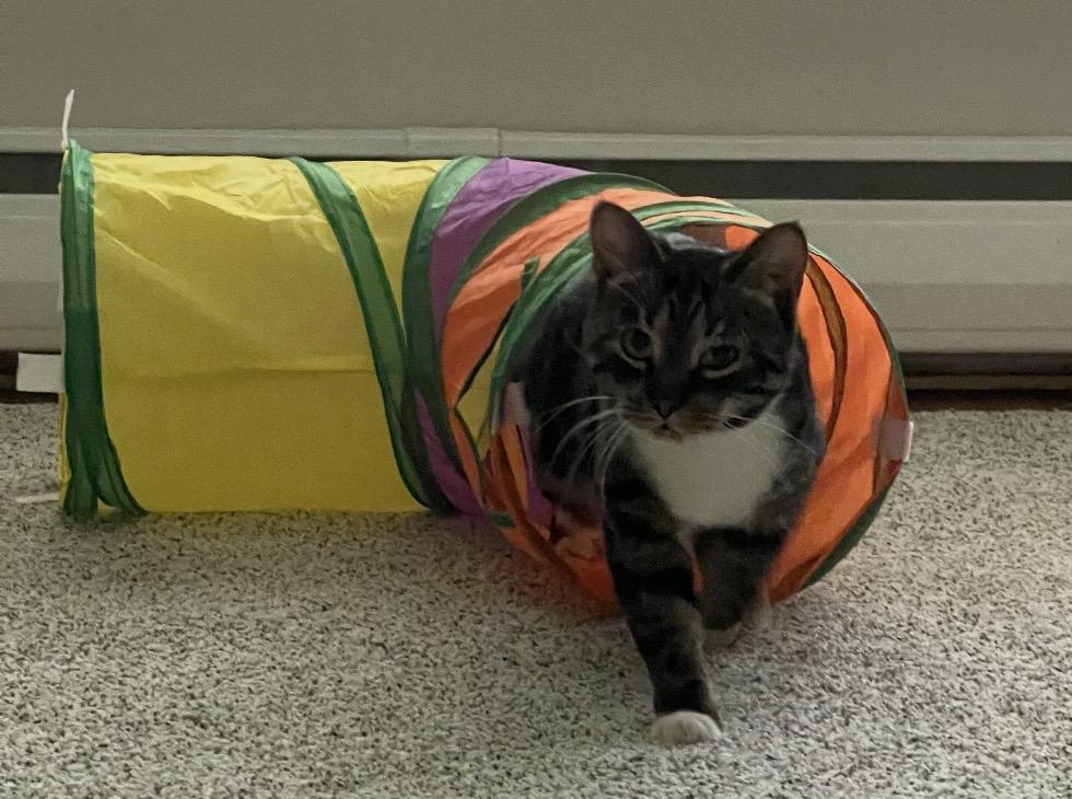 Colette, Adoptable, Adult Female Domestic Short Hair.