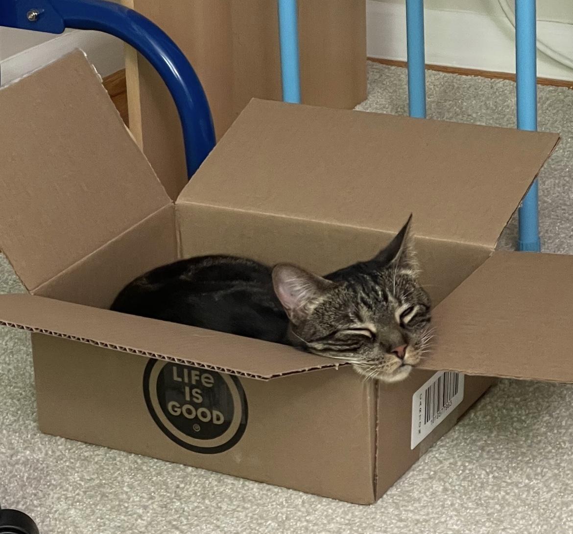 Enlarge Colette, a Adoptable mixed breed in Havertown, PA image 2/6