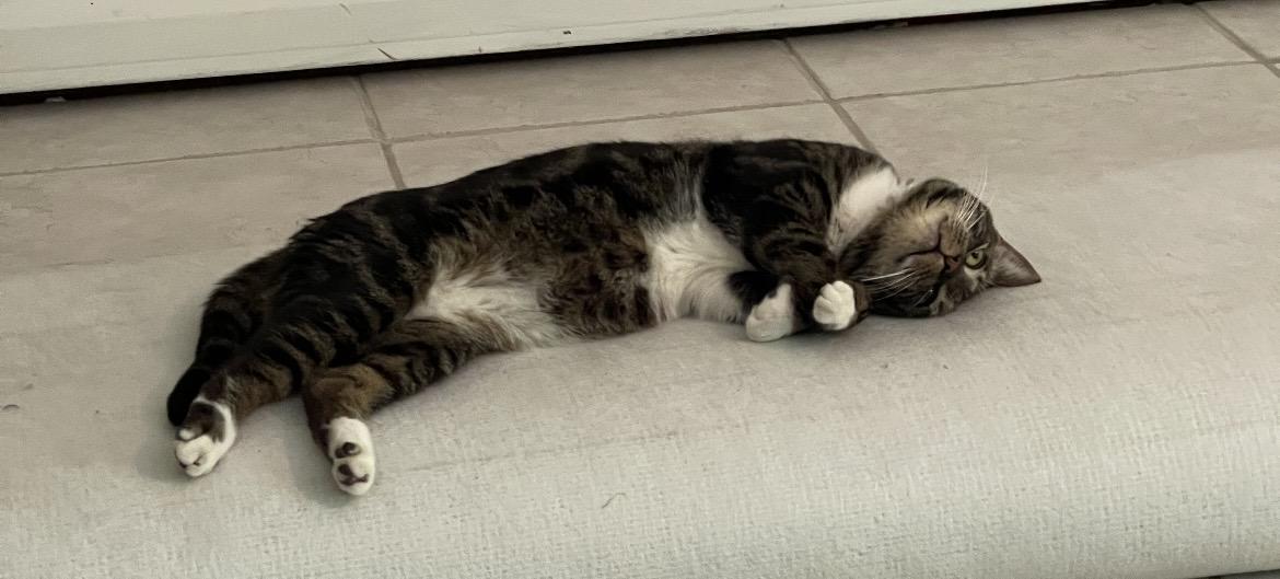 Enlarge Colette, a Adoptable mixed breed in Havertown, PA image 4/6