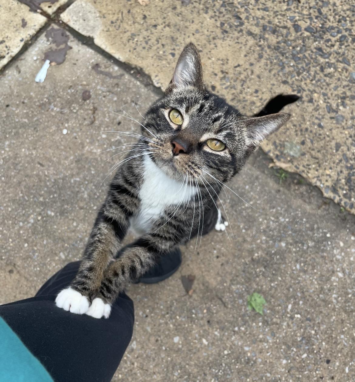 Colette, Adoptable, Adult Female Domestic Short Hair.