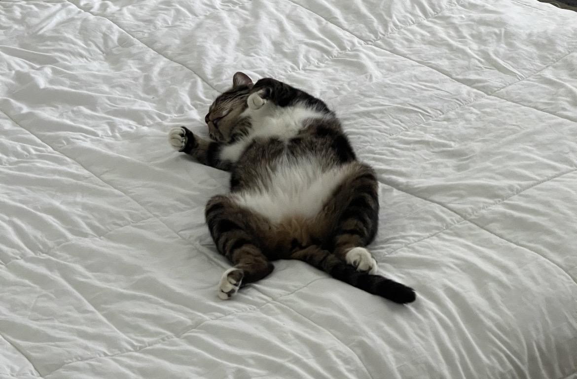 Enlarge Colette, a Adoptable mixed breed in Havertown, PA image 6/6