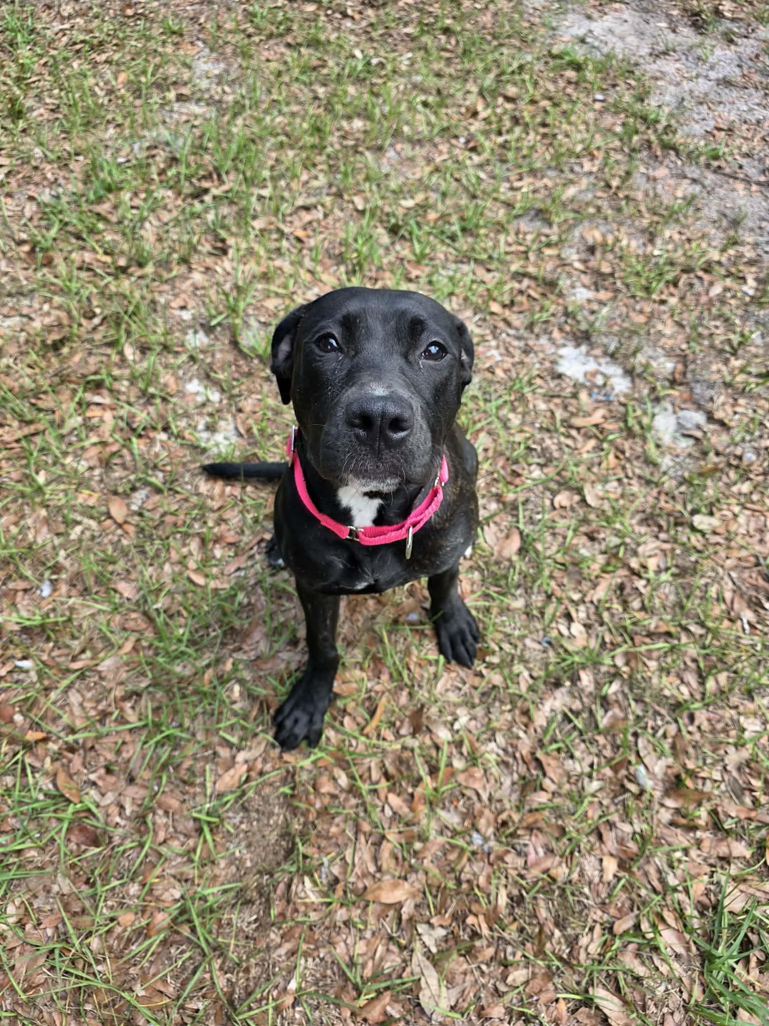Enlarge Remy, an adopted mixed breed in Umatilla, FL image 4/5