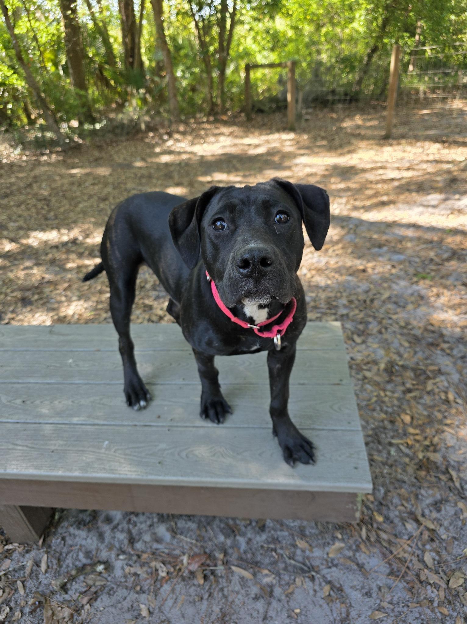 Enlarge Remy, an adopted mixed breed in Umatilla, FL image 3/5