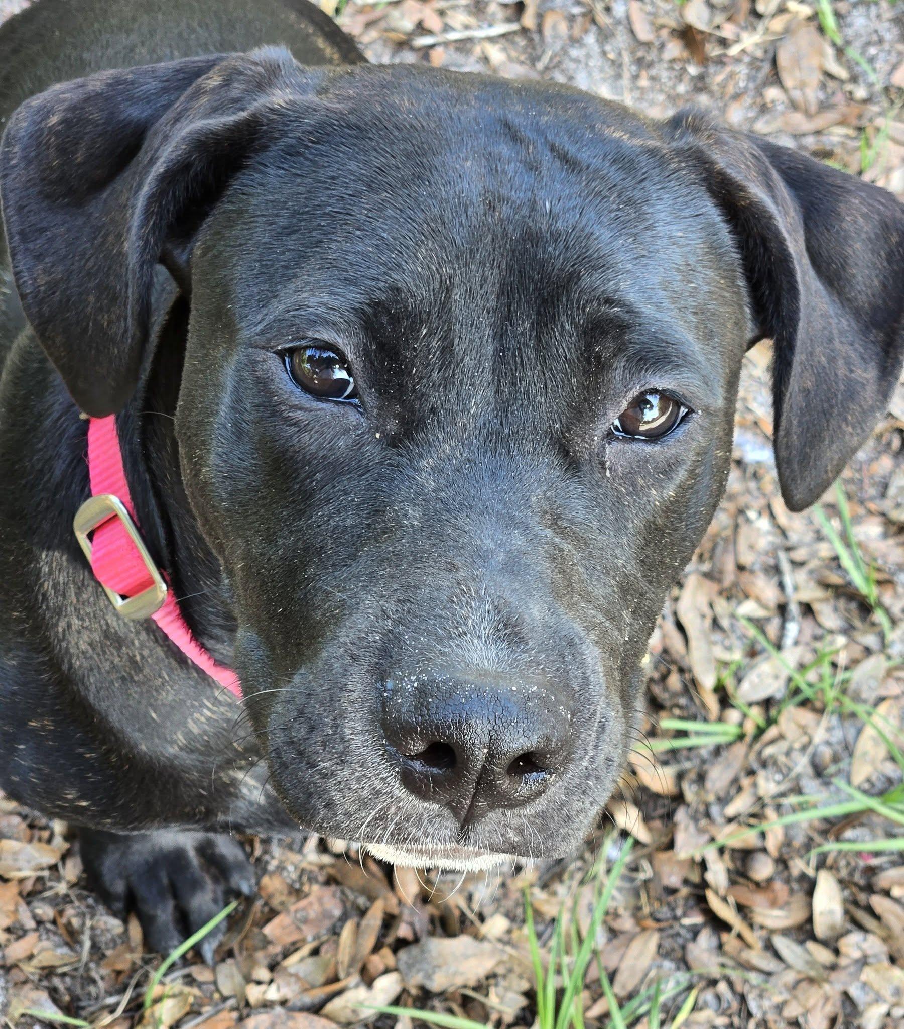 Enlarge Remy, an adopted mixed breed in Umatilla, FL image 1/5