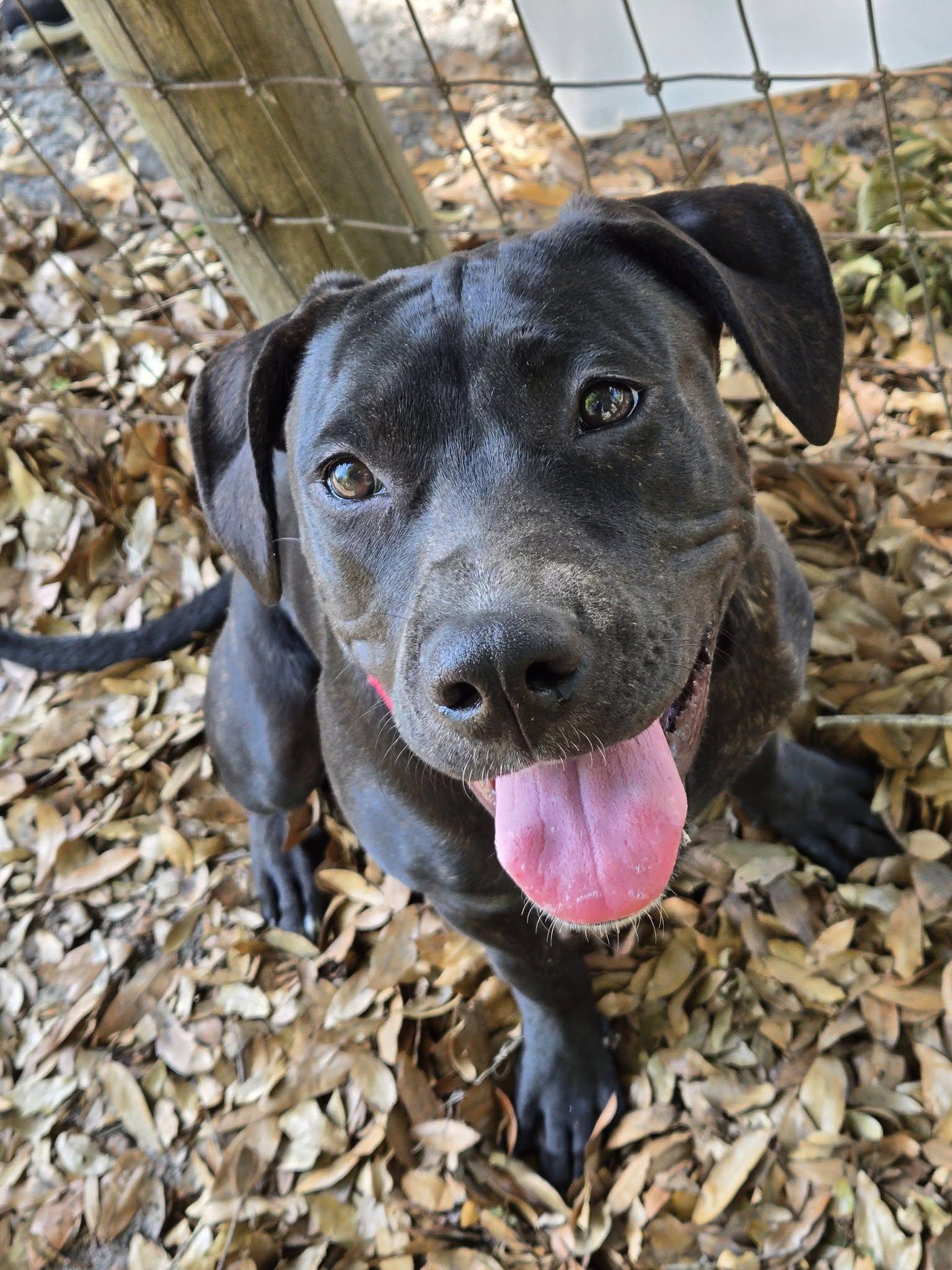 Enlarge Remy, an adopted mixed breed in Umatilla, FL image 5/5