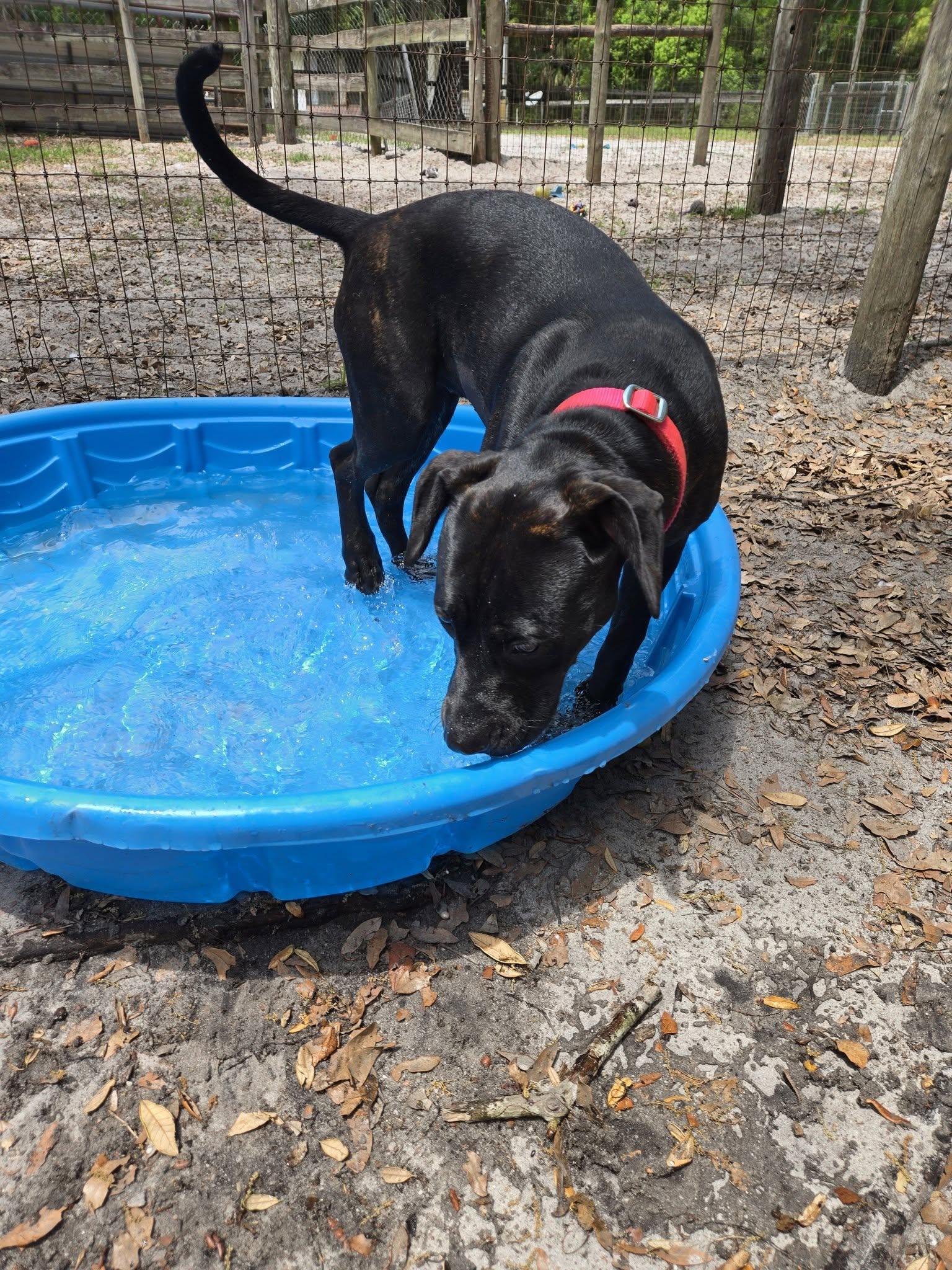 Enlarge Remy, an adopted mixed breed in Umatilla, FL image 2/5