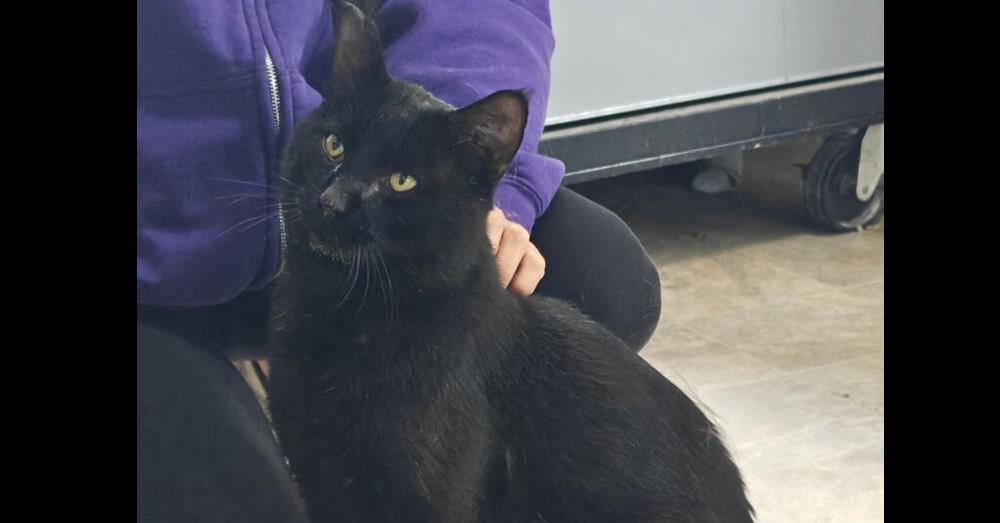 Panther, Adoptable, Adult Male Domestic Short Hair.