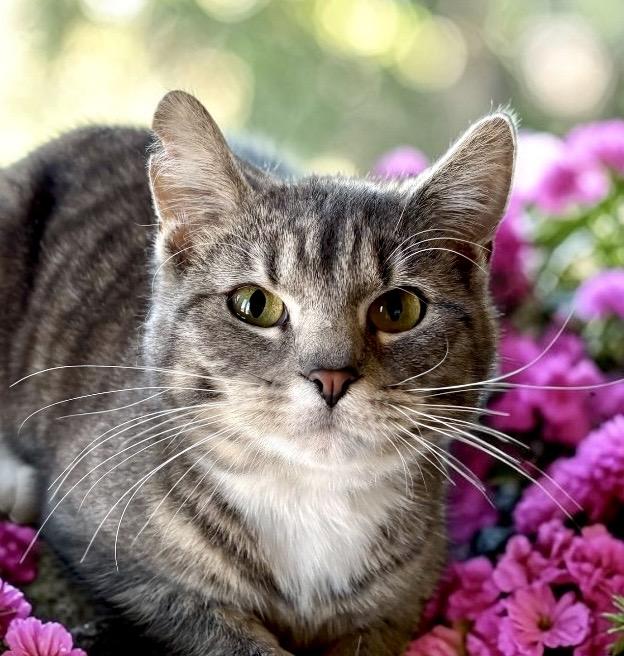 Enlarge Bunny, a Adoptable Tabby in Perry, IA image 1/2
