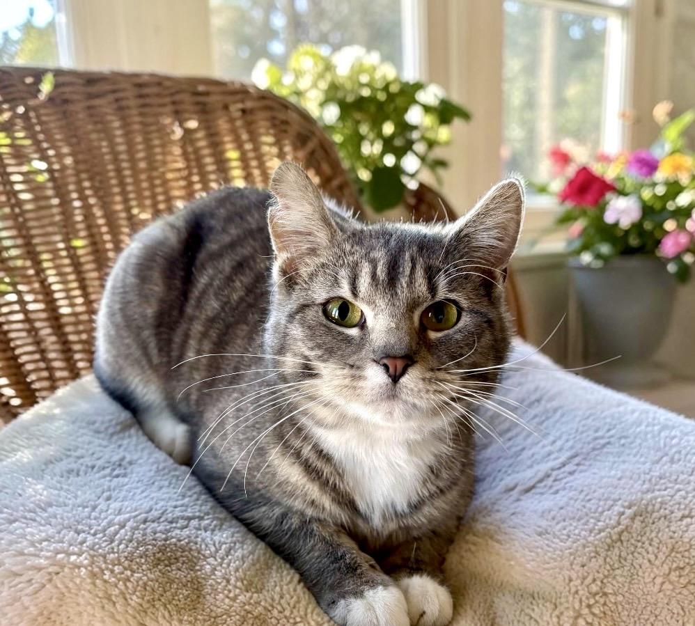 Enlarge Bunny, a Adoptable Tabby in Perry, IA image 2/2