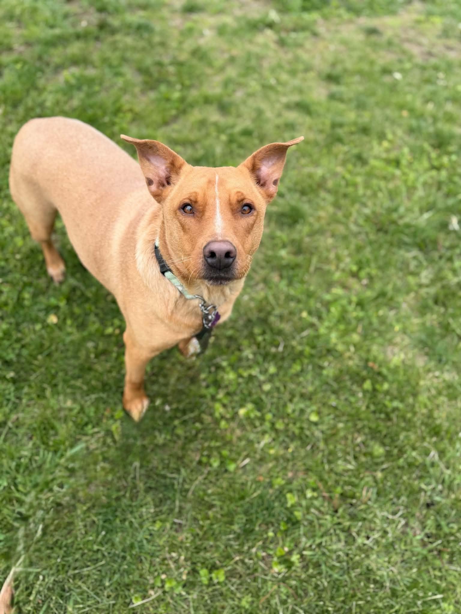 Max, a ADOPTABLE mixed breed in Cedar Rapids, IA image 2/3