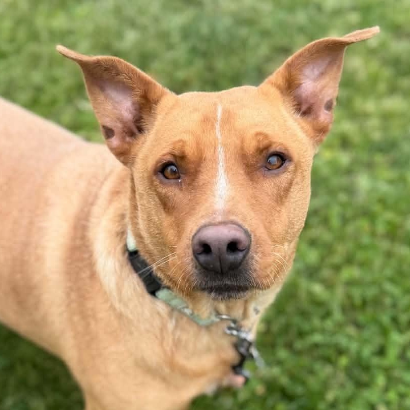 Max, ADOPTABLE, Young Male Australian Cattle Dog / Blue Heeler & Mixed Breed.