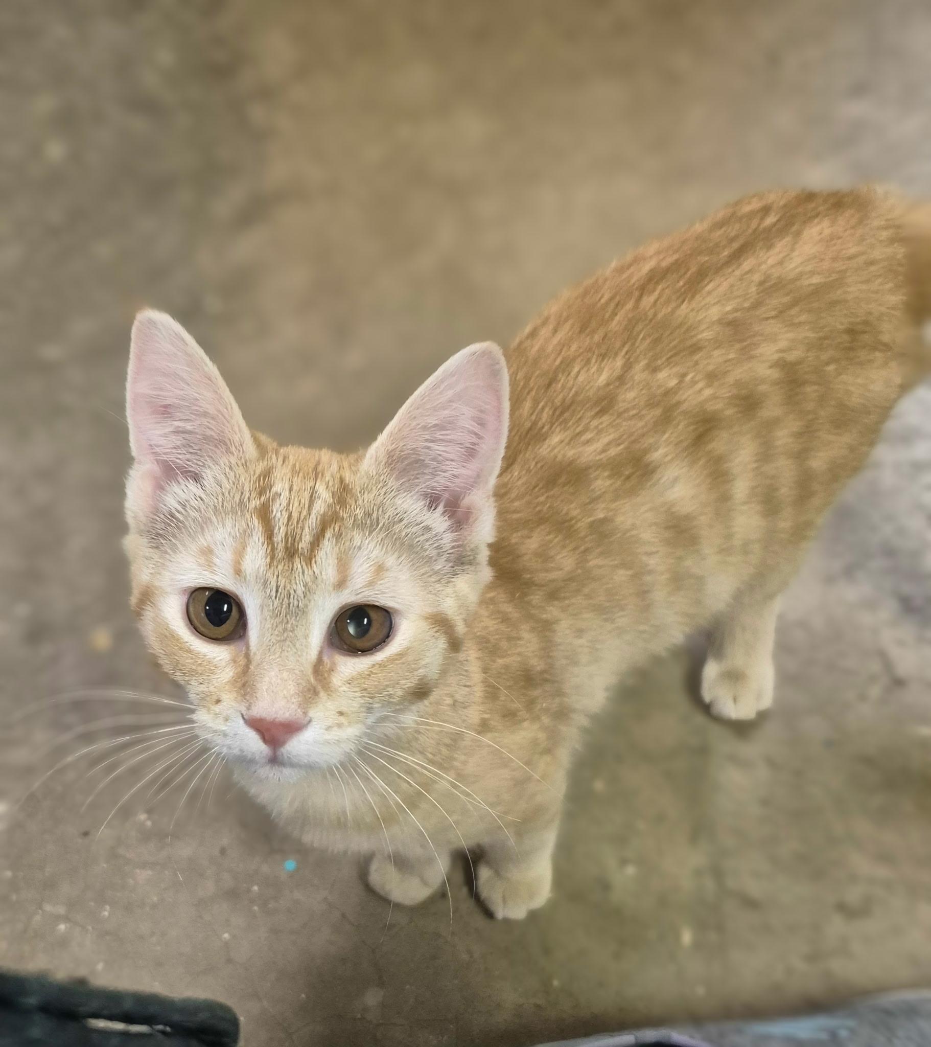 Enlarge Chelsea, an adopted Domestic Short Hair in Williamsport, PA image 1/1