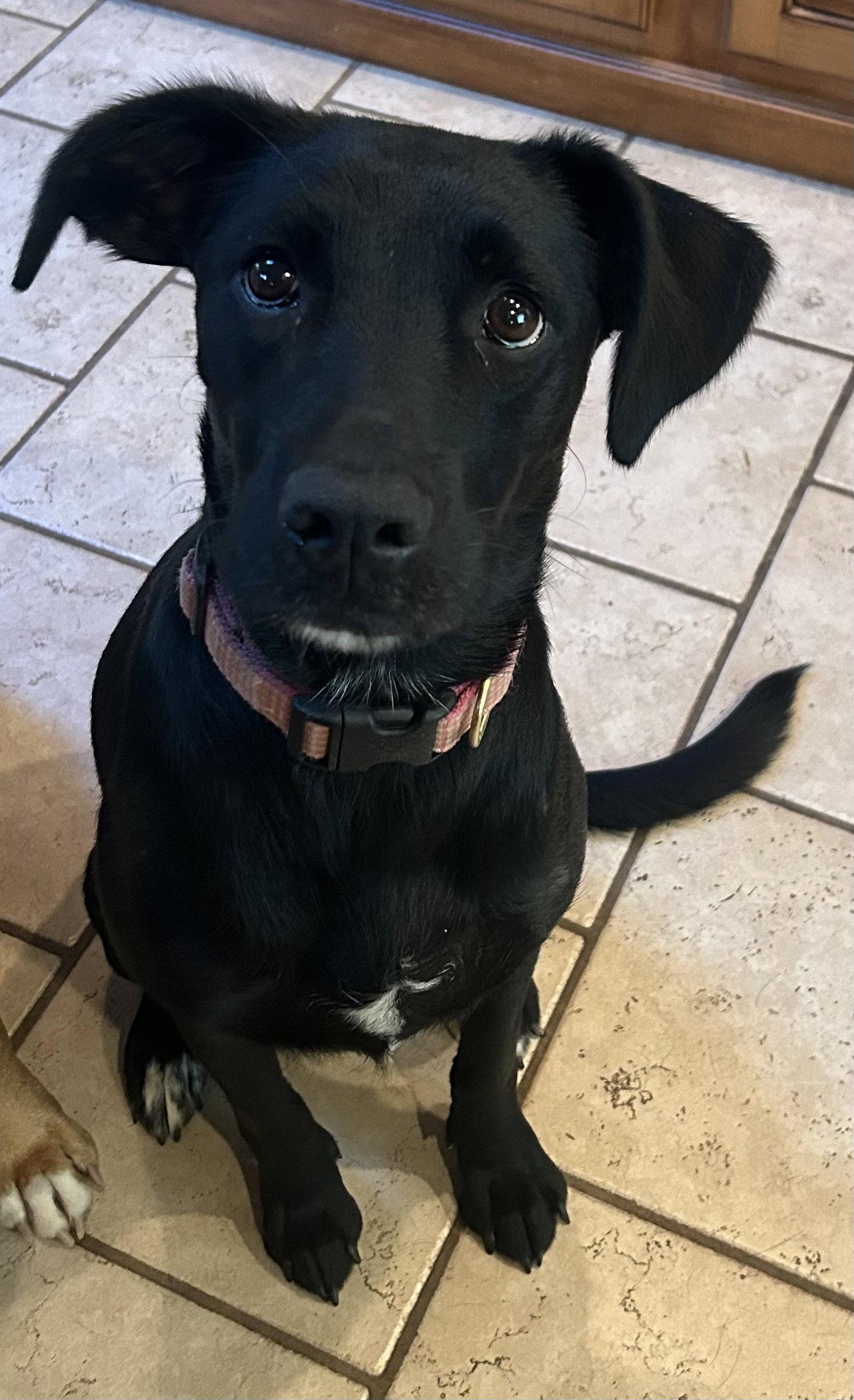 Bella M, Adoptable, Adult Female Labrador Retriever.