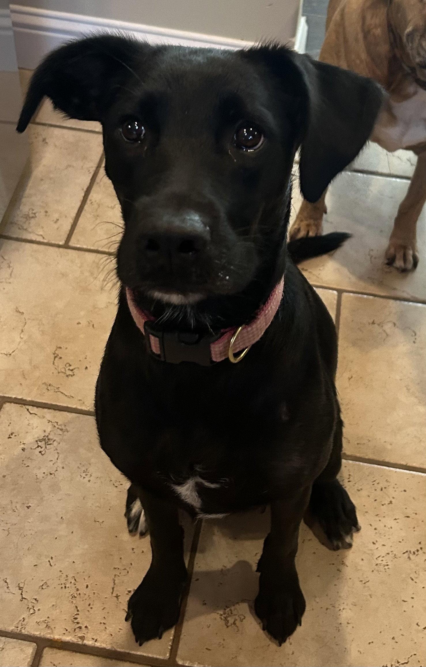 Enlarge Bella M, a Adoptable Labrador Retriever in Barnhart, MO image 2/2