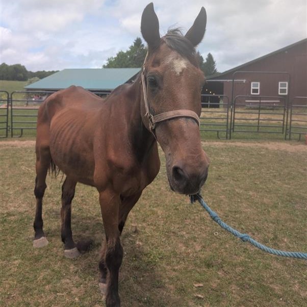 Tulsa, ADOPTABLE, Senior Male Grade.