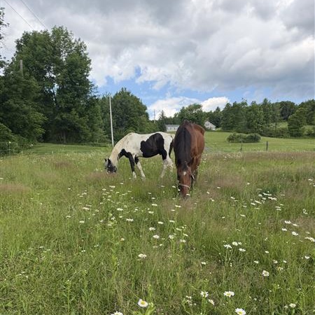 Tulsa, a ADOPTABLE Grade in Cooperstown, NY image 6/6
