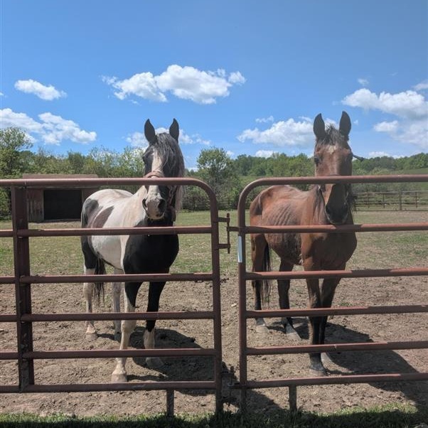 Tulsa, a ADOPTABLE Grade in Cooperstown, NY image 5/6