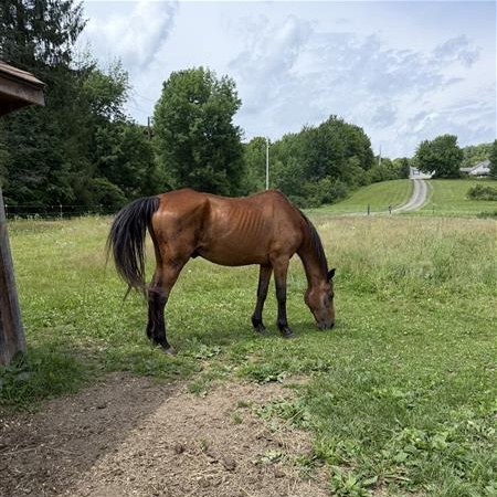 Tulsa, a ADOPTABLE Grade in Cooperstown, NY image 5/6