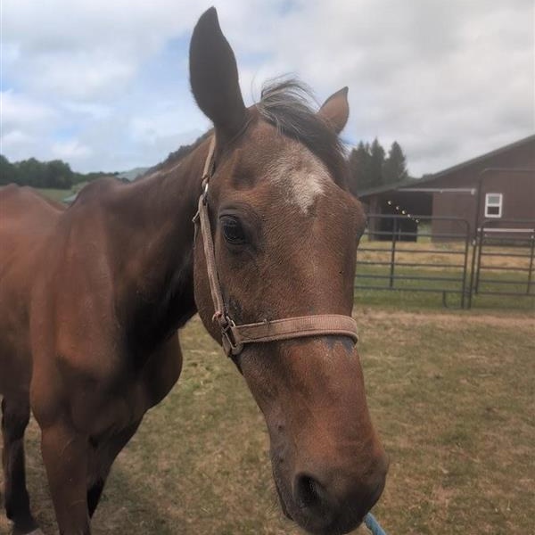 Tulsa, a ADOPTABLE Grade in Cooperstown, NY image 2/6
