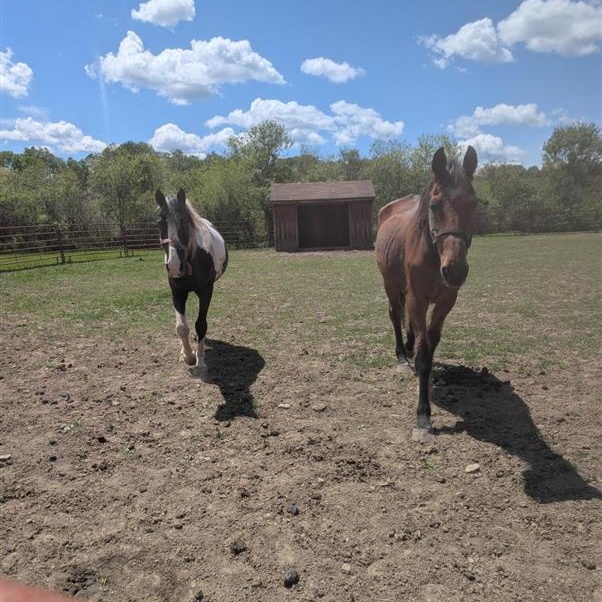 Tulsa, a ADOPTABLE Grade in Cooperstown, NY image 6/6