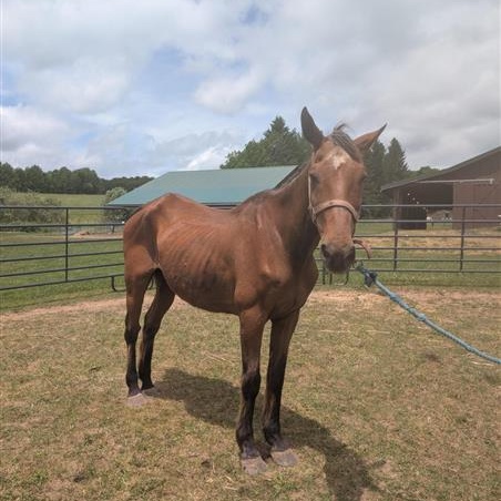 Tulsa, a ADOPTABLE Grade in Cooperstown, NY image 4/6