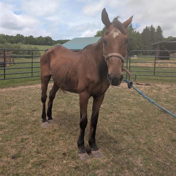 Tulsa, a ADOPTABLE Grade in Cooperstown, NY image 1/6