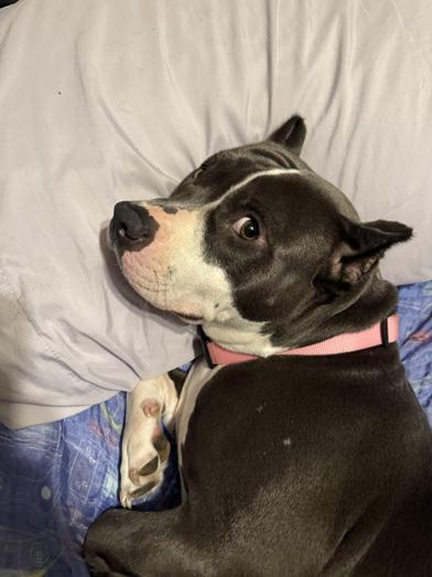 Hippolyta (Polly), Adult Female Pit Bull Terrier