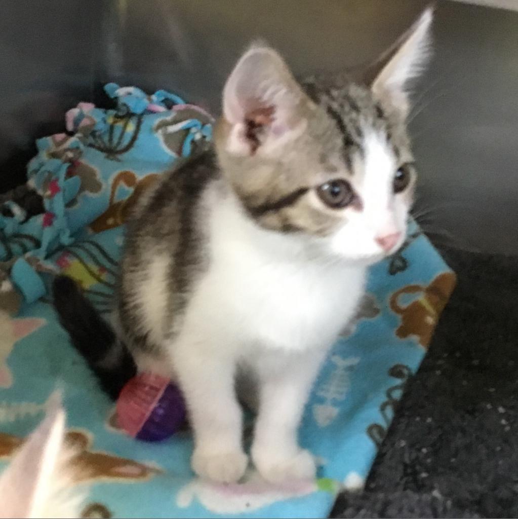 Shelley, Adoptable, Senior Female Domestic Short Hair.