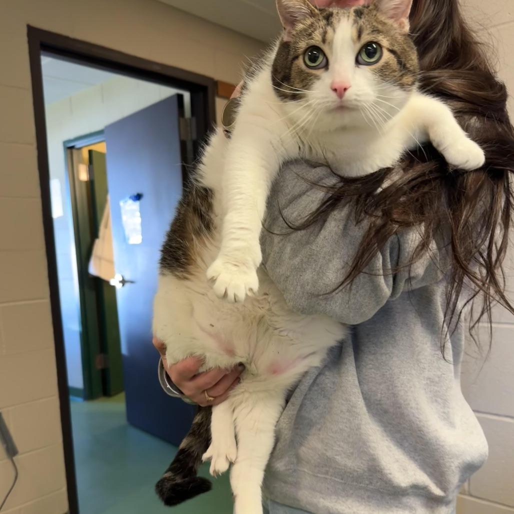 Enlarge Shelley, a Adoptable Domestic Short Hair in South Haven, MI image 2/2