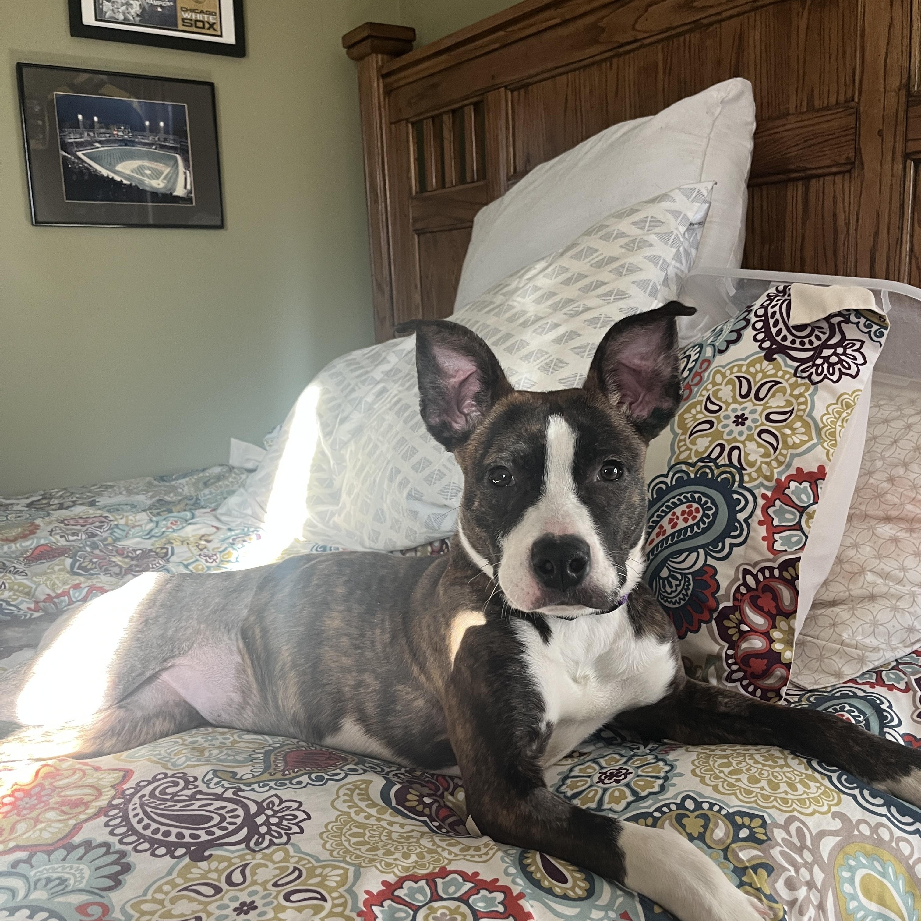 Enlarge Harlie, an adoptable Pit Bull Terrier in Peotone, IL image 3/6