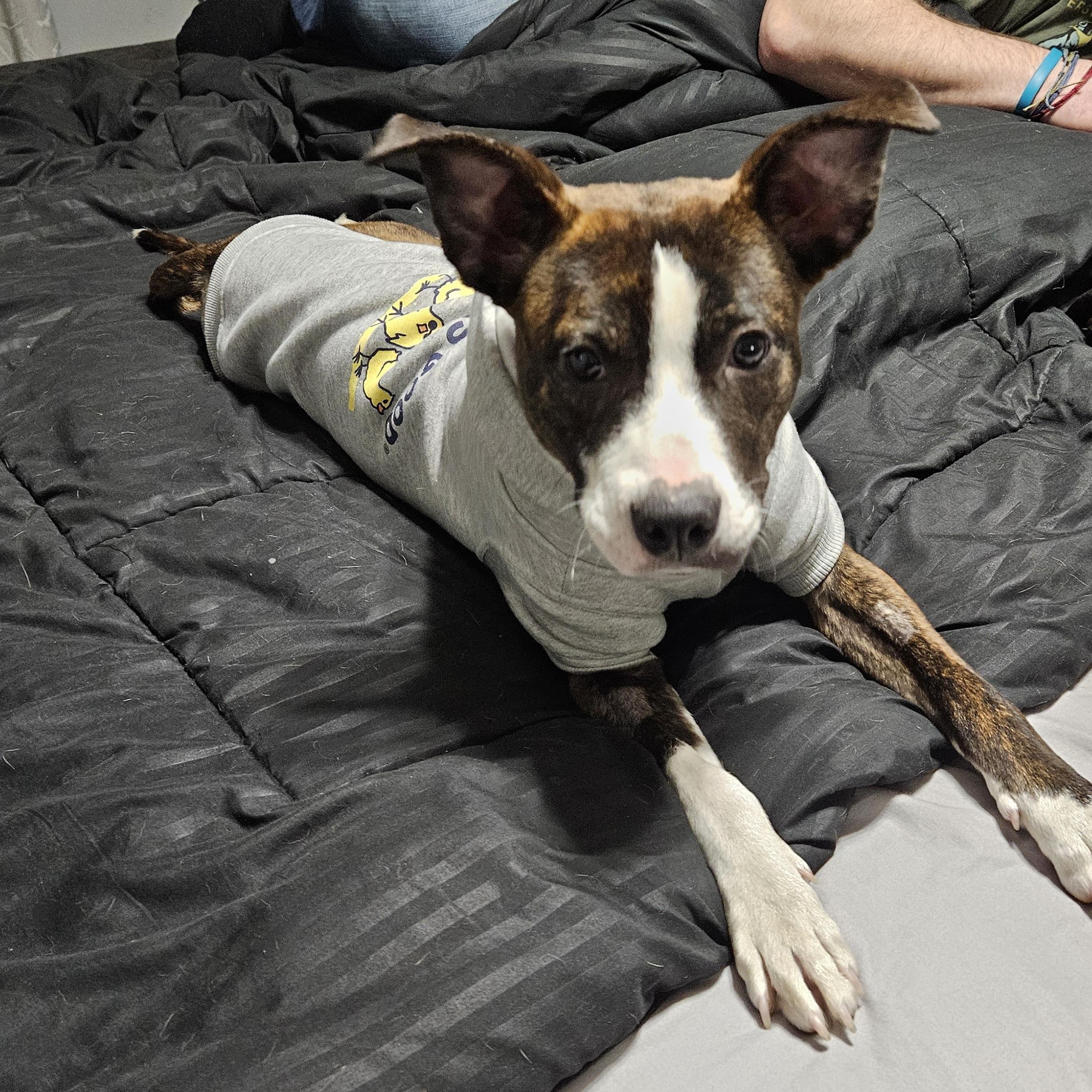 Enlarge Harlie, an adoptable Pit Bull Terrier in Peotone, IL image 4/6