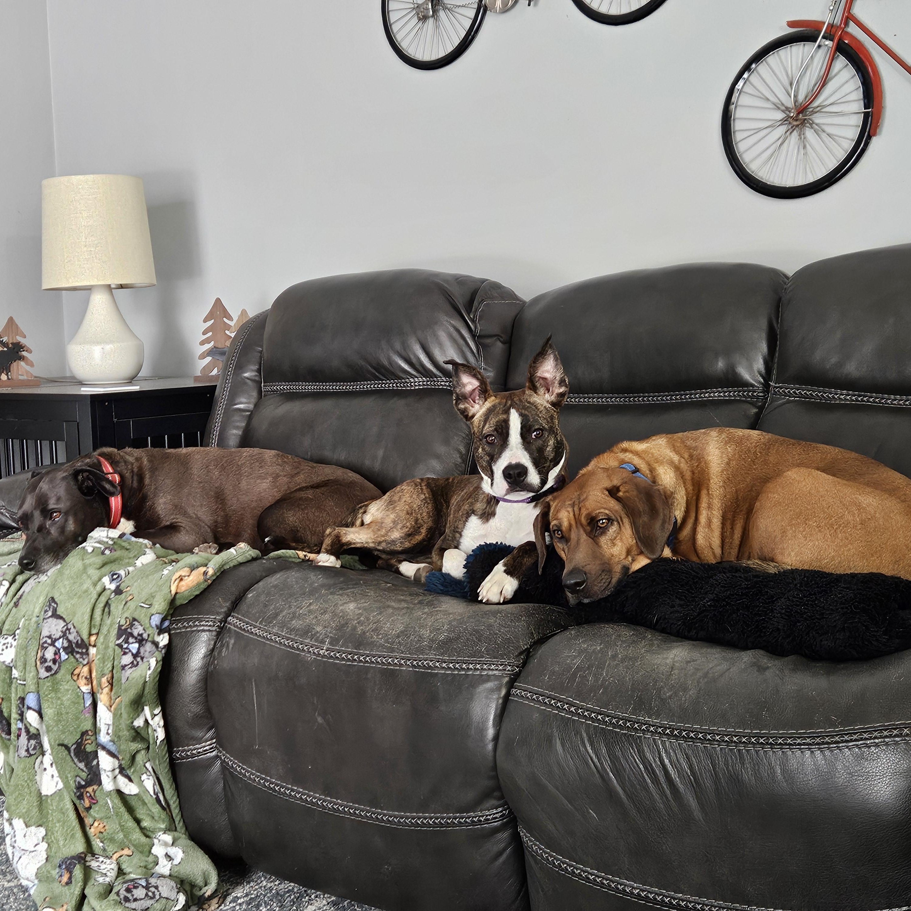 Enlarge Harlie, an adoptable Pit Bull Terrier in Peotone, IL image 5/6