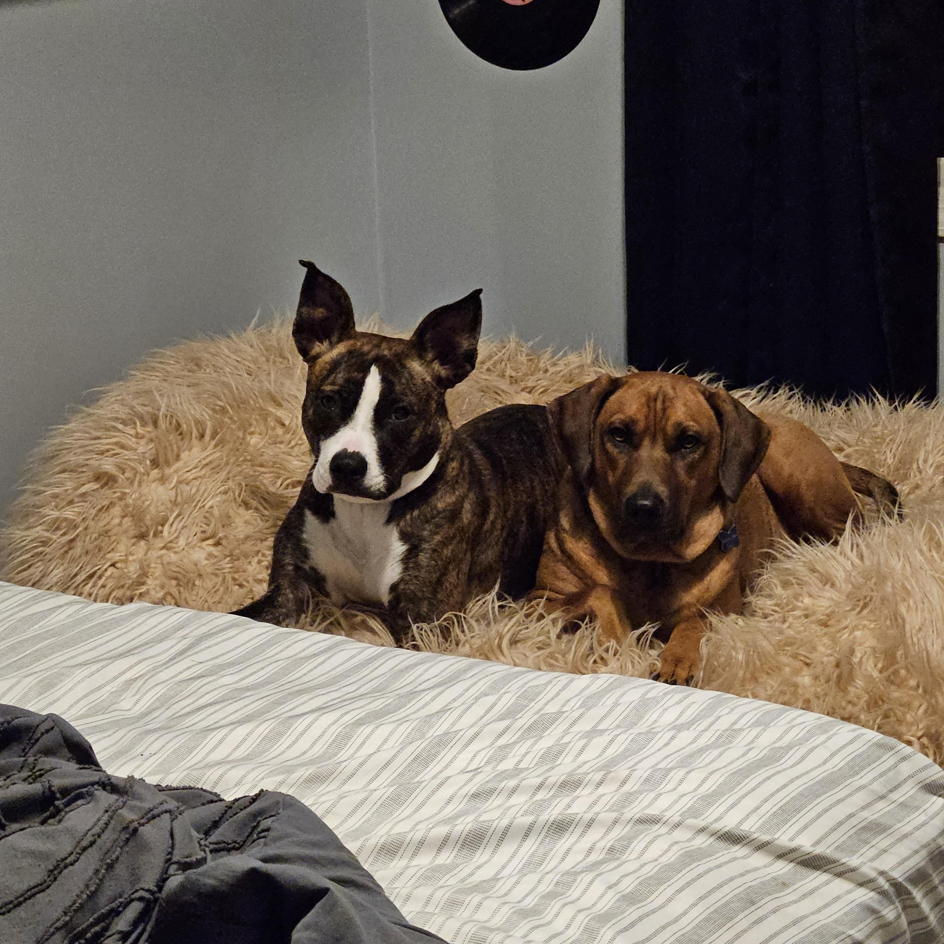 Enlarge Harlie, an adoptable Pit Bull Terrier in Peotone, IL image 2/6