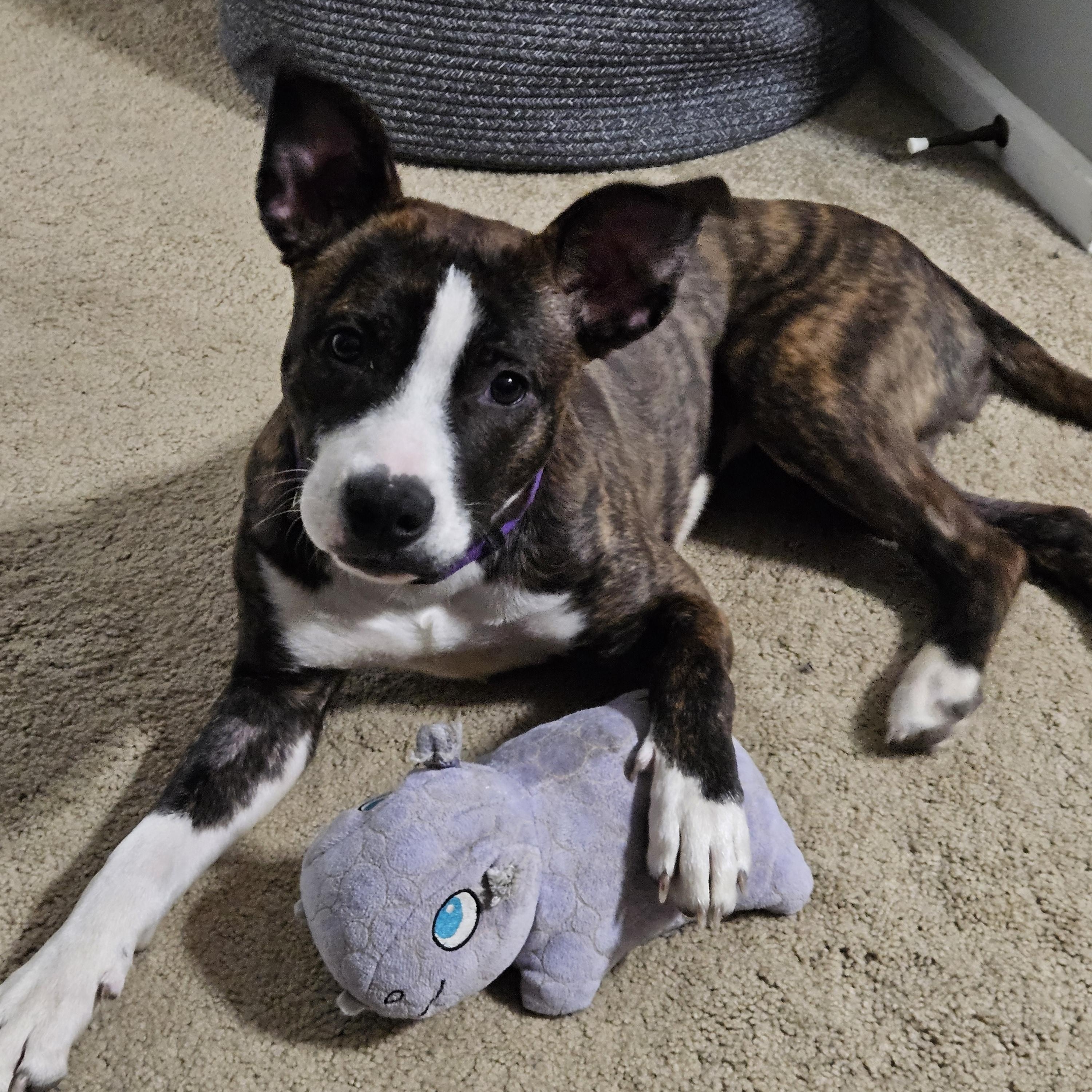 Enlarge Harlie, an adoptable Pit Bull Terrier in Peotone, IL image 1/6