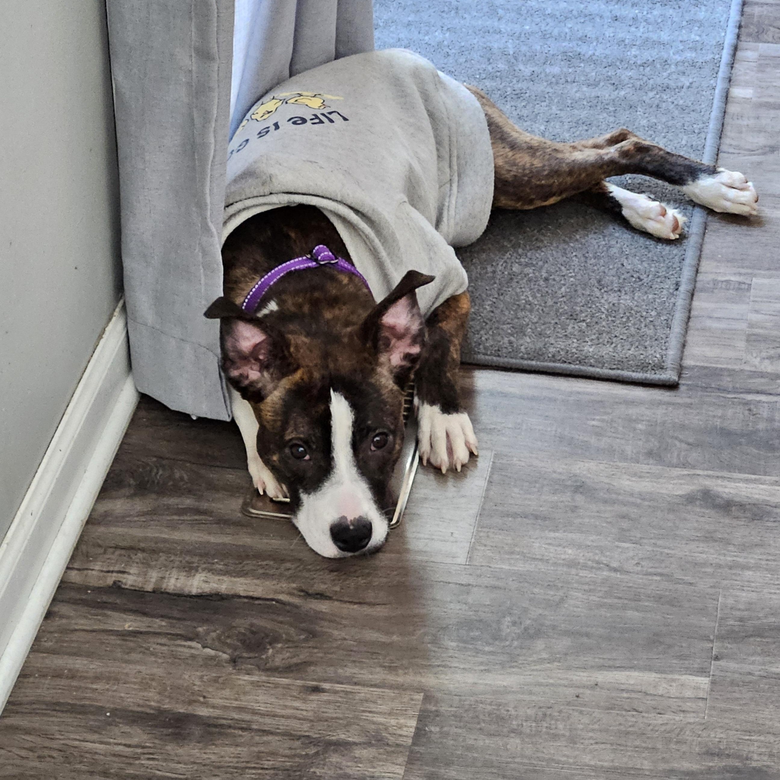 Enlarge Harlie, an adoptable Pit Bull Terrier in Peotone, IL image 6/6