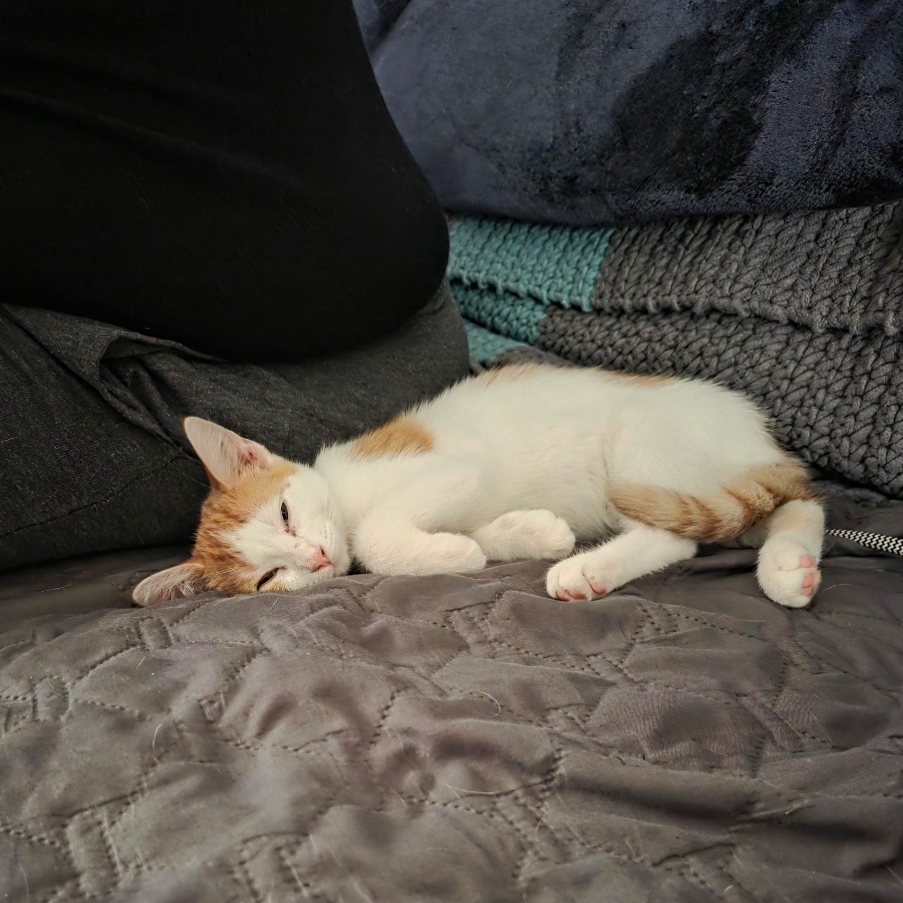 Miso, an adoptable Domestic Short Hair in Maitland, FL image 4/4