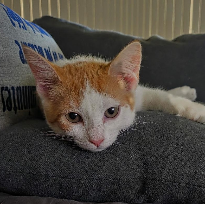 Miso, an adoptable Domestic Short Hair in Maitland, FL image 2/4