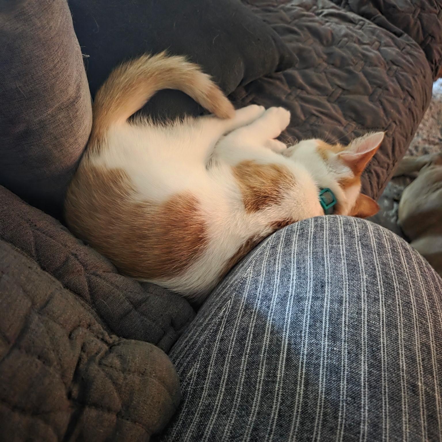 Miso, an adoptable Domestic Short Hair in Maitland, FL image 3/4