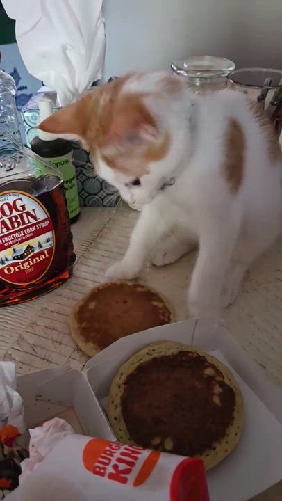 Enlarge Miso, an adoptable Domestic Short Hair in Maitland, FL video 1/4