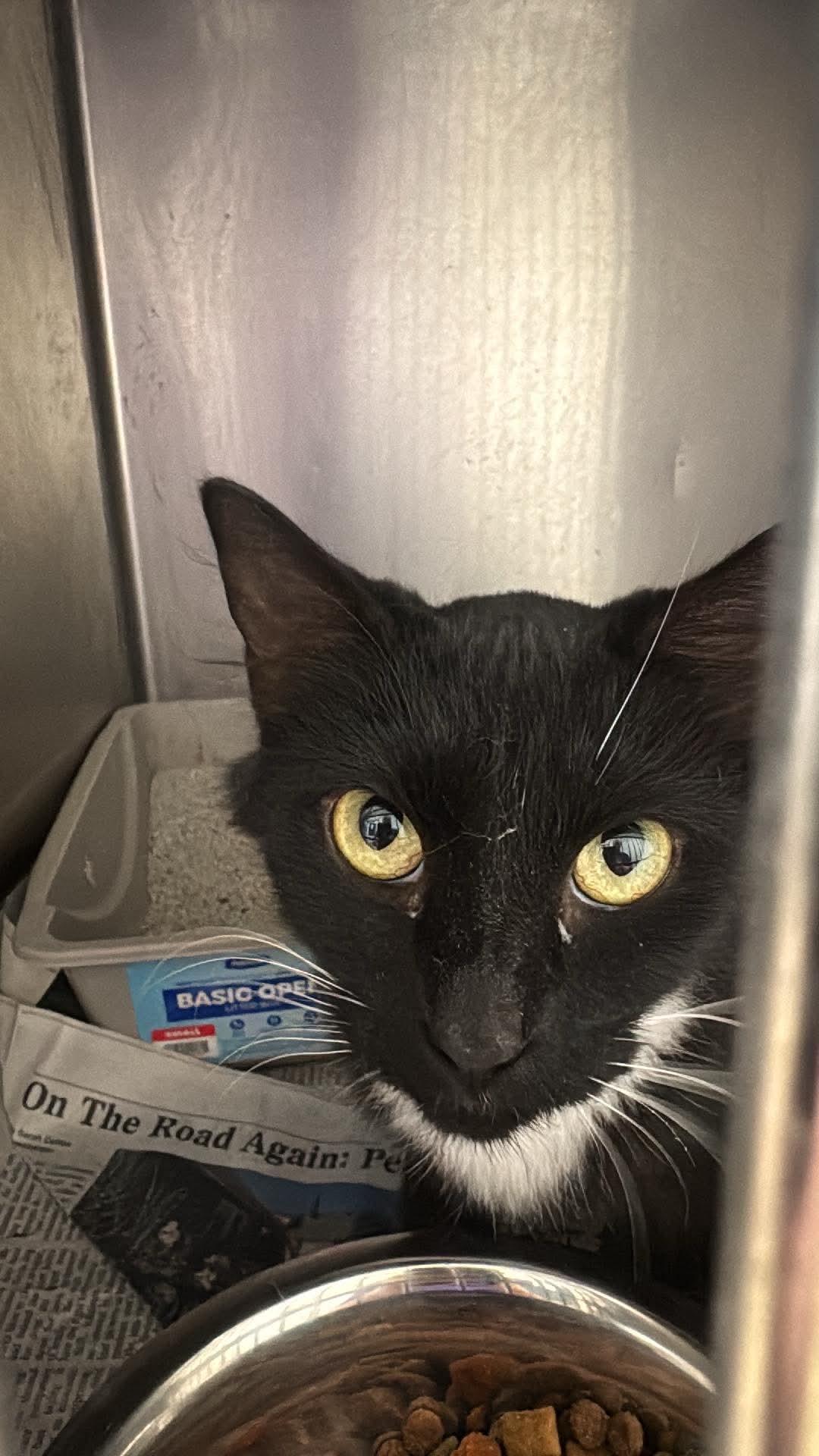 priscilla, Adoptable, Adult Female Domestic Short Hair.