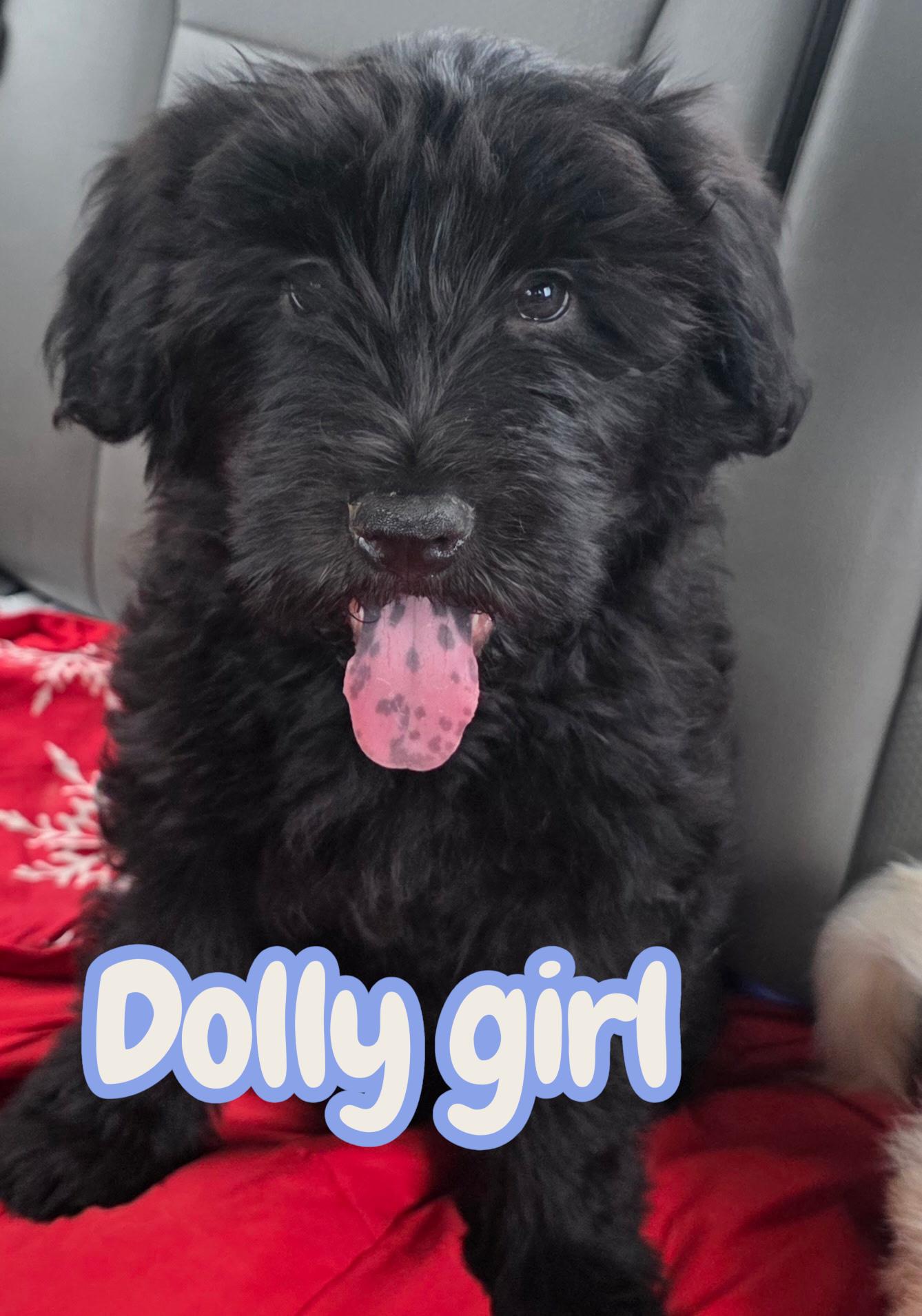 Enlarge Dolly , an adopted mixed breed in South Amboy, NJ image 1/1